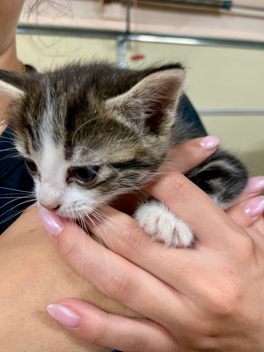 From Dog Lover to Cat Adopter: There’s Enough Love for&nbsp;Both!